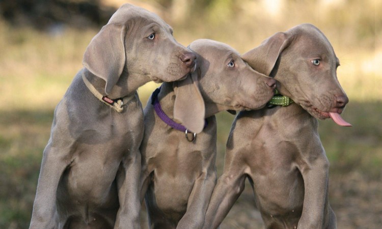 Порода Веймаранер