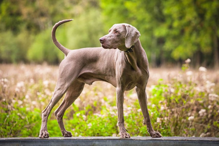 Веймаранер легавая