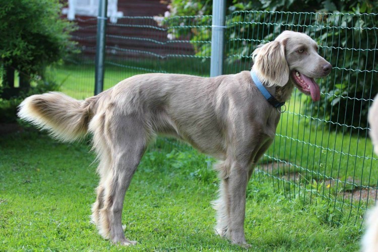 Веймаранер черный