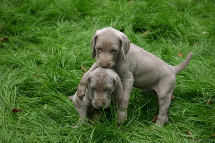 Порода собак Веймаранер