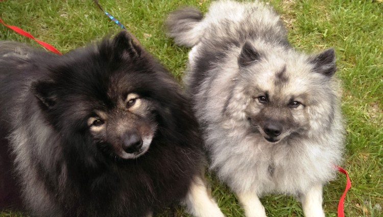 Кеесхонд и самоед