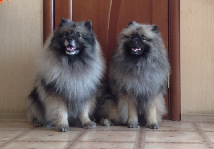 Щенки вольфшпица метис