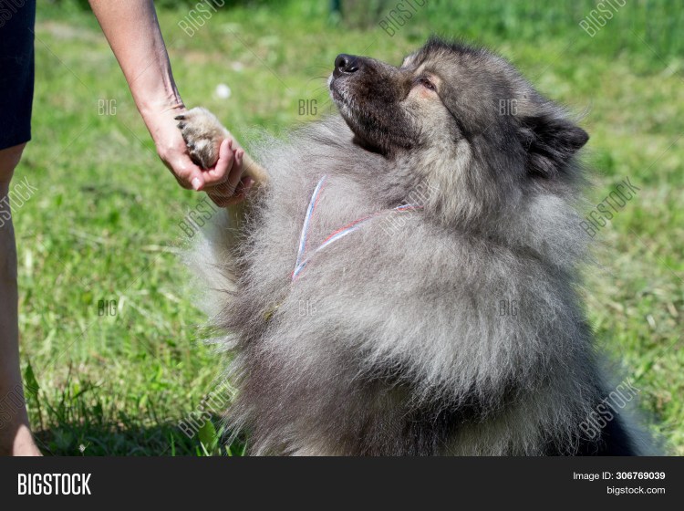 Шпиц кеесхонд