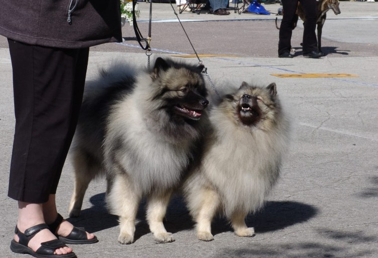 Немецкий шпиц кеесхонд