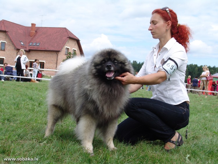 Большой шпиц рядом с человеком