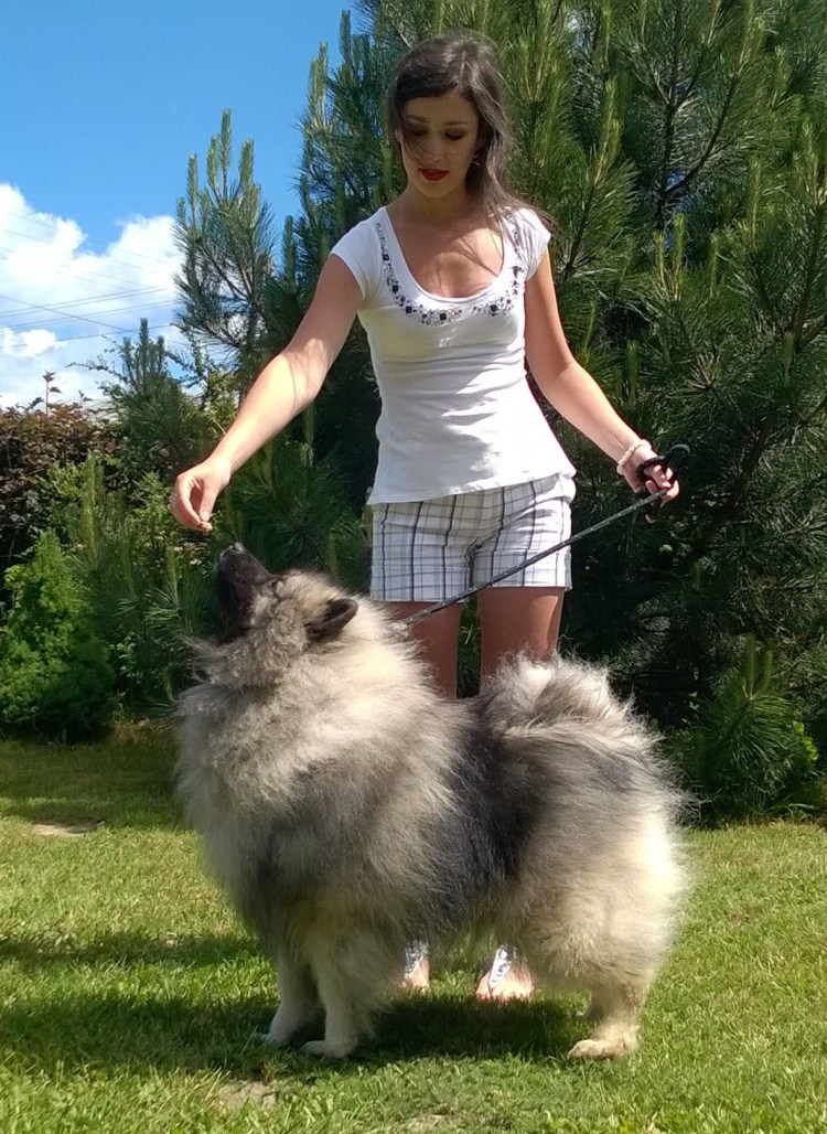 Кеесхонд вольфшпиц с человеком