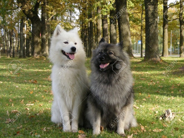 Кеесхонд вольфшпиц