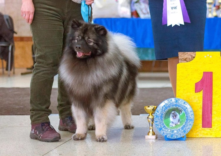 Кеесхонд выставка