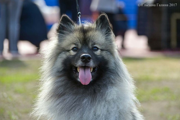 Кеесхонд вес