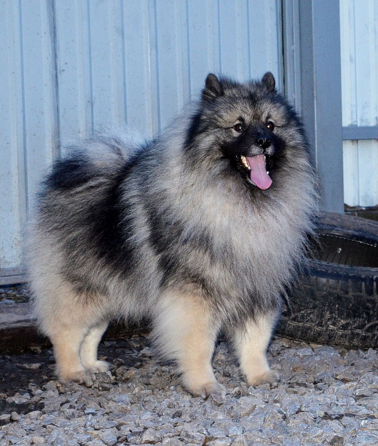 Вольфшпиц щенки хвост