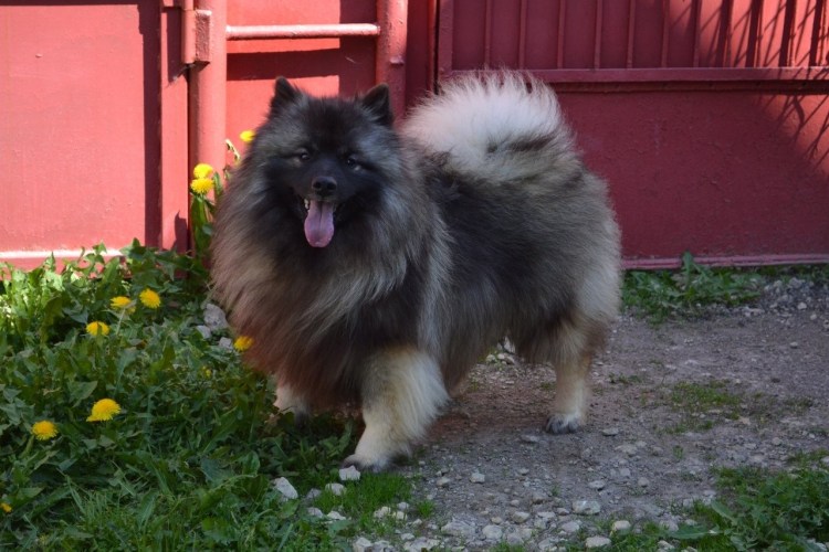 Питомник вольфшпицев