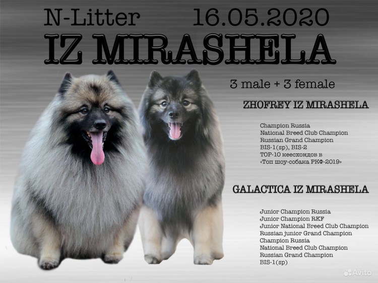 Кеесхонд собака вес и рост