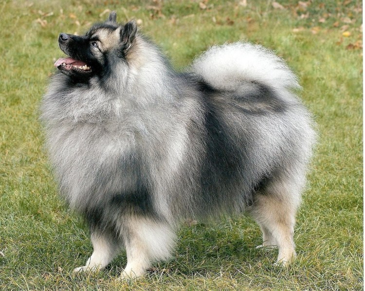 Кеесхонд рыжего окраса