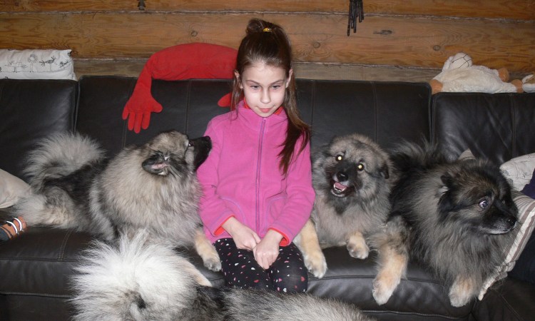 Кеесхонд одежда для собак