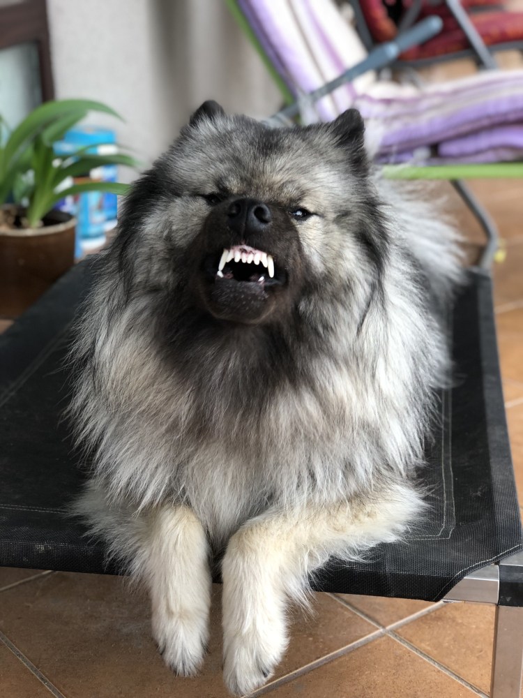 Кеесхонд вольфшпиц с человеком