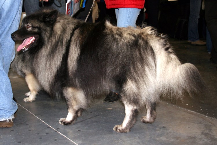 Кеесхонд с алопецией