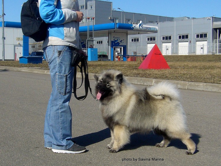 Кеесхонд вольфшпиц с человеком