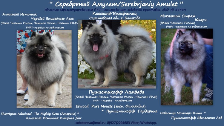 Кеесхонд на белом фоне