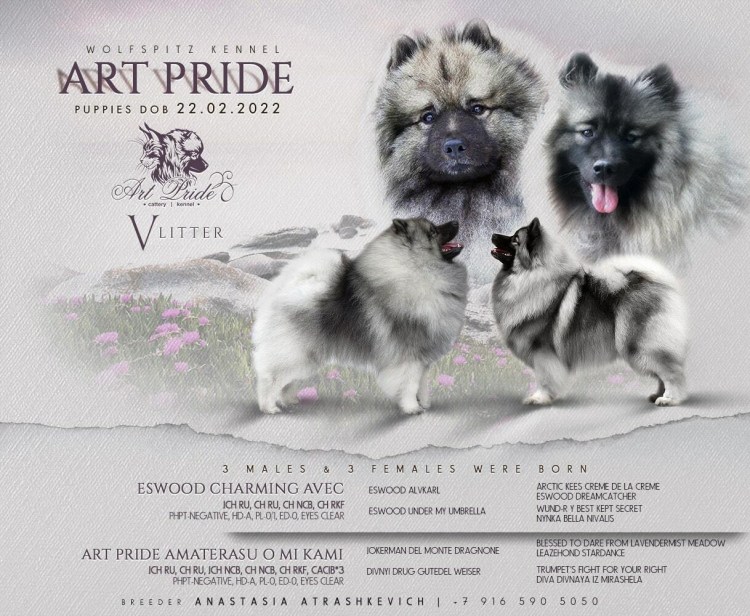 Кеесхонд собака