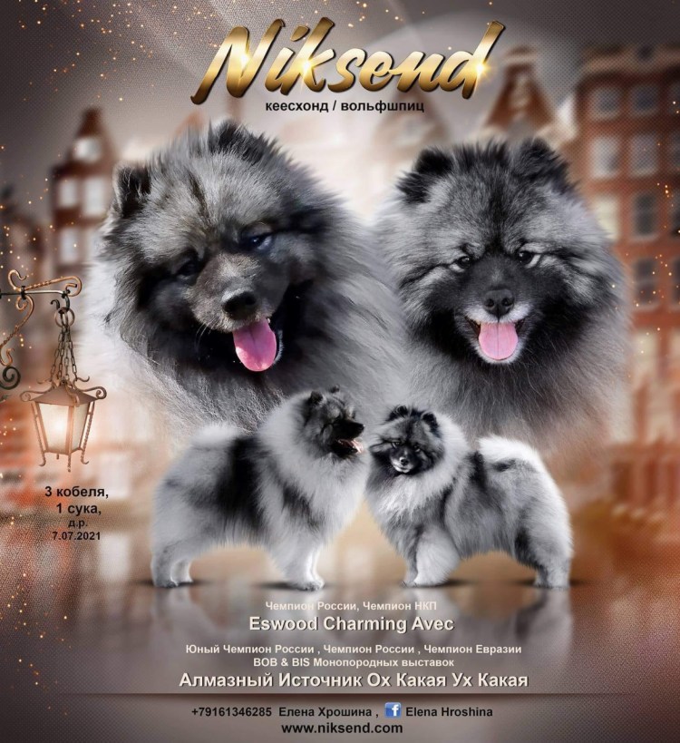 Кеесхонд и померанский шпиц