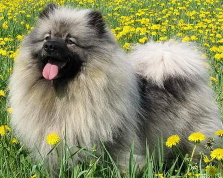 Кеесхонд питомник алмазный источник