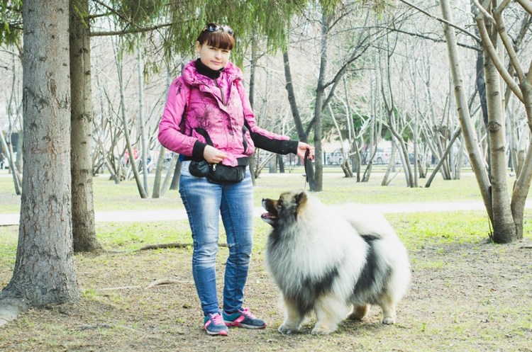 Вольфшпиц рядом с человеком