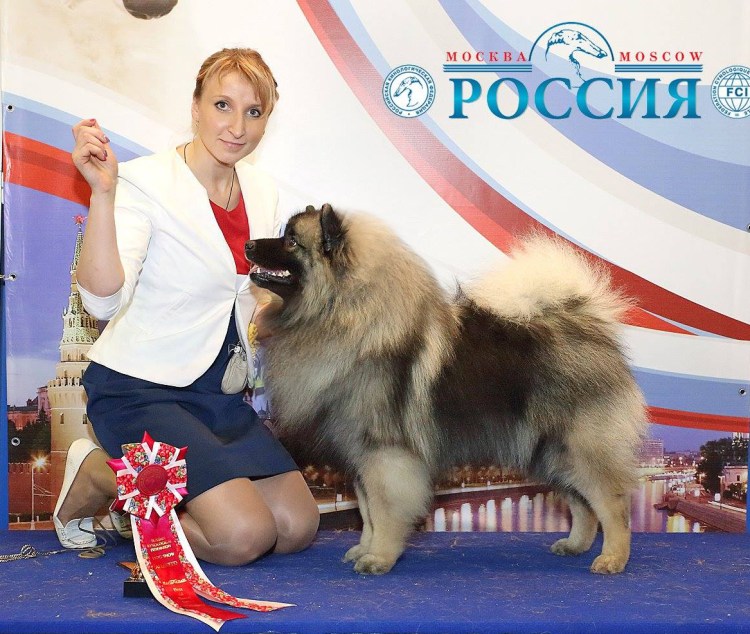 Выставка собак кеесхонд