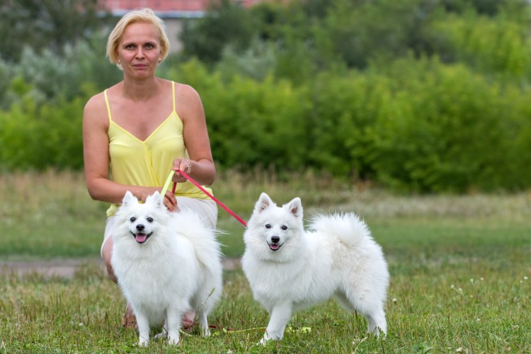 Японский шпиц