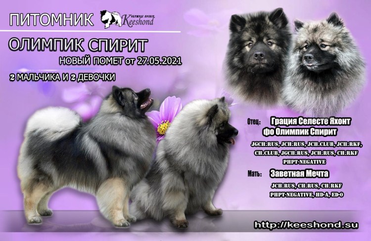 Стандарт породы кеесхонд вольфшпиц