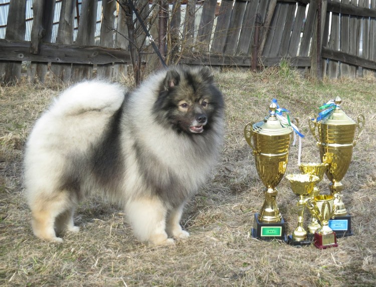 Кеесхонд белый