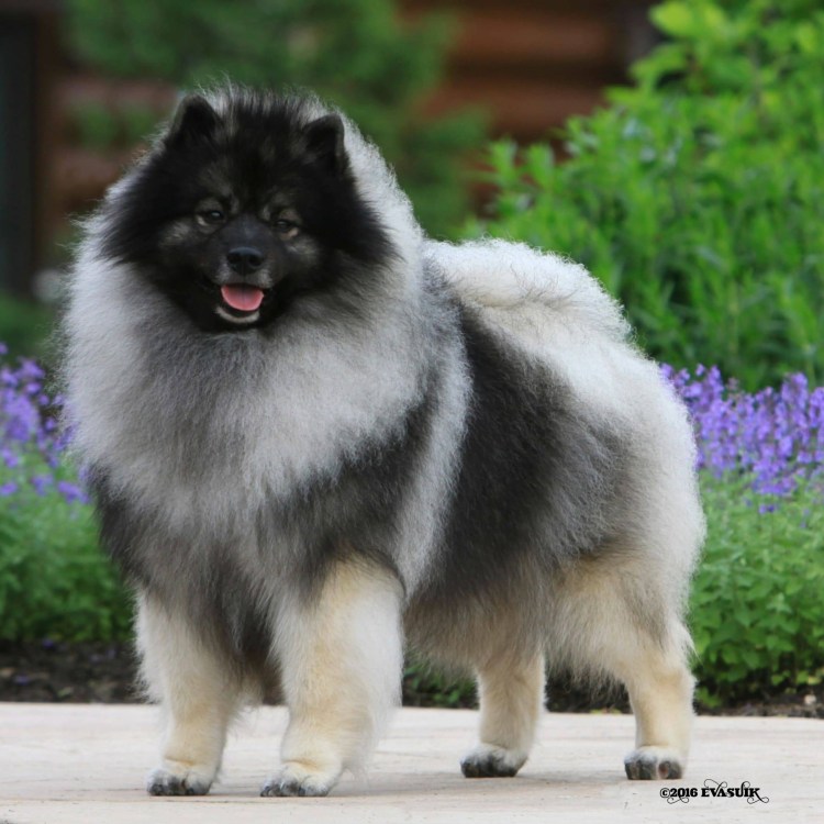 Шпиц вольфшпиц