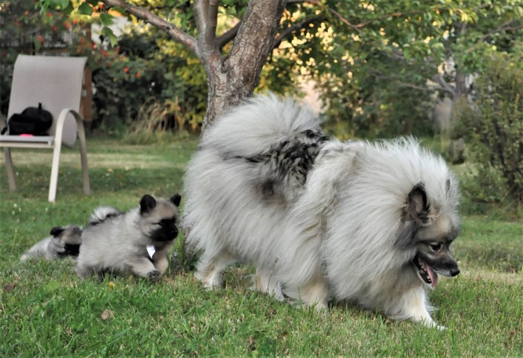 Кеесхонд собака белая