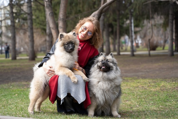 Шпиц в одуванчиках