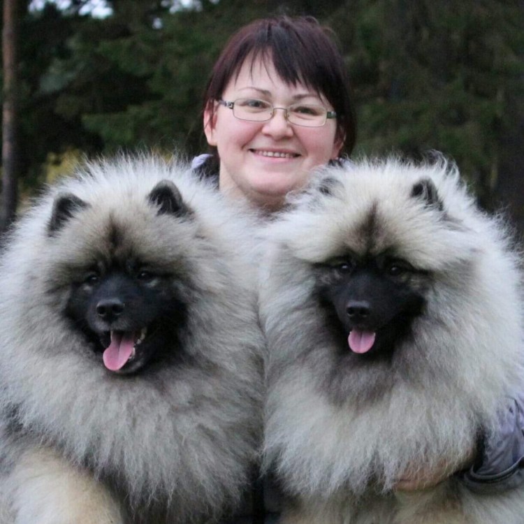 Голландский шпиц кеесхонд