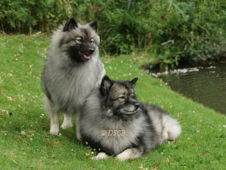 Кеесхонд в ринге