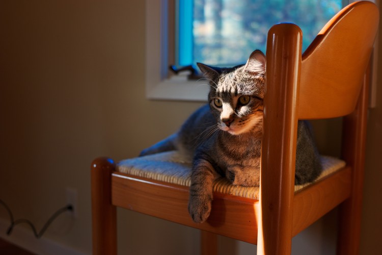 Табурет кот