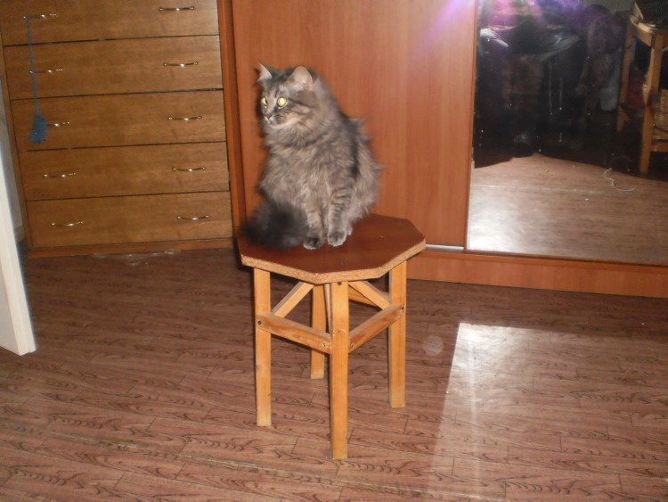 Кошка на табуретке