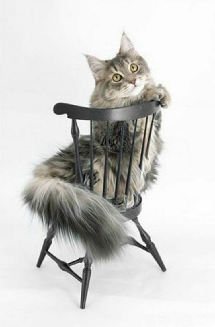 Кот в табуретке