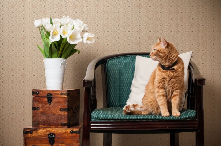 Коты в интерьере