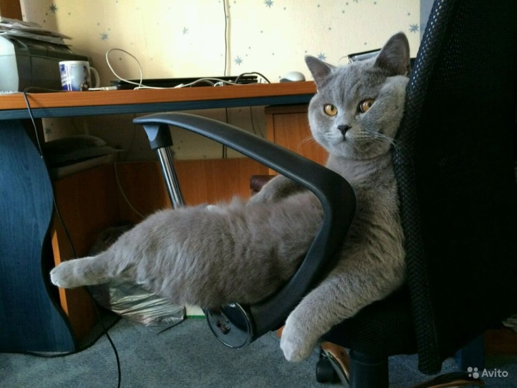 Кресло кот