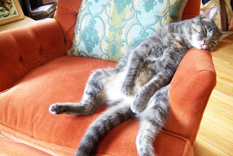 Кот лежит свесив лапы