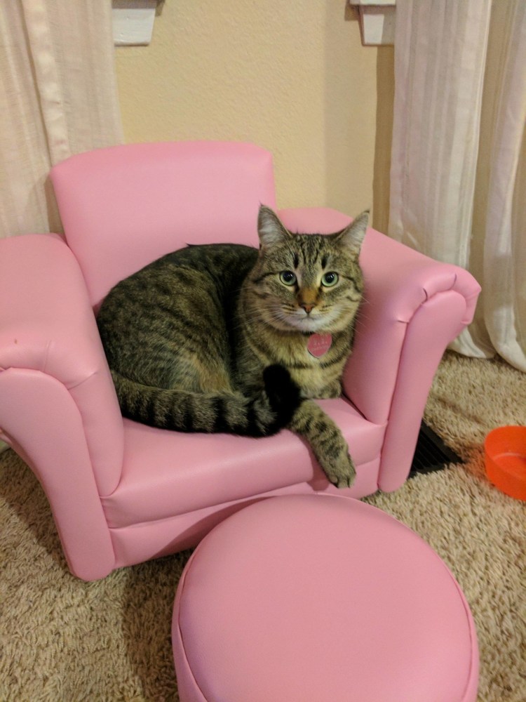 Кот на диване