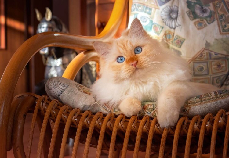 Кот в кресле качалке