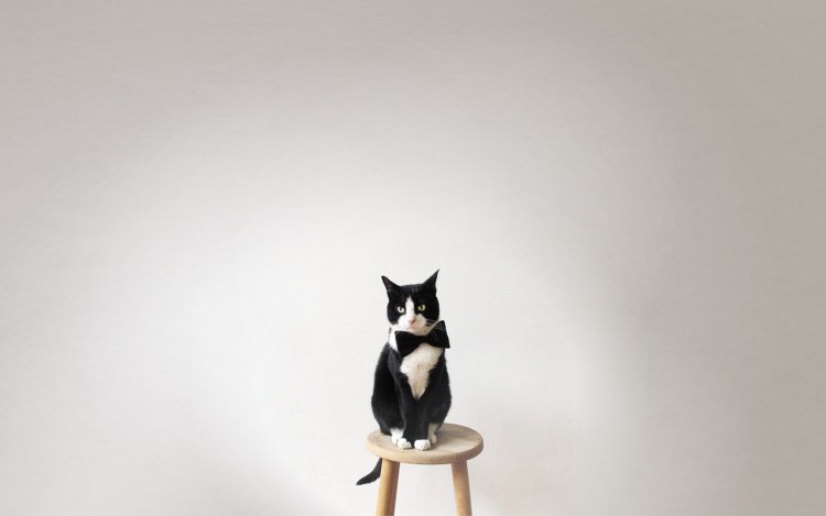 Кошачий Минимализм