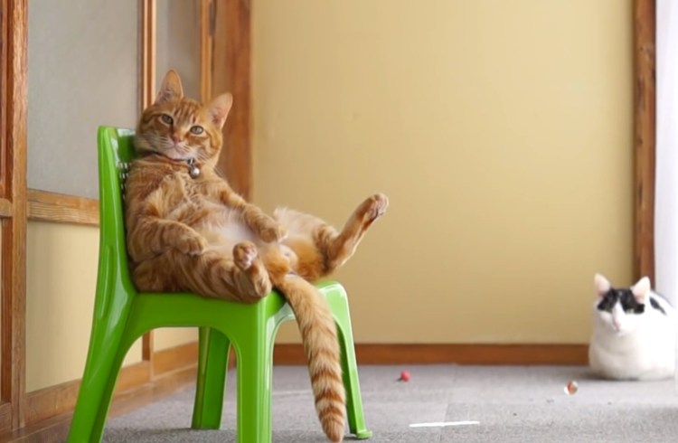 Кот на стуле картинка для детей