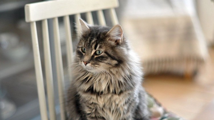 Кошка сидит на столе