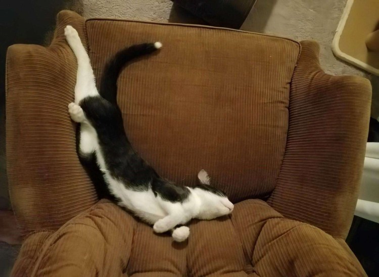 Спящий кот на кресле