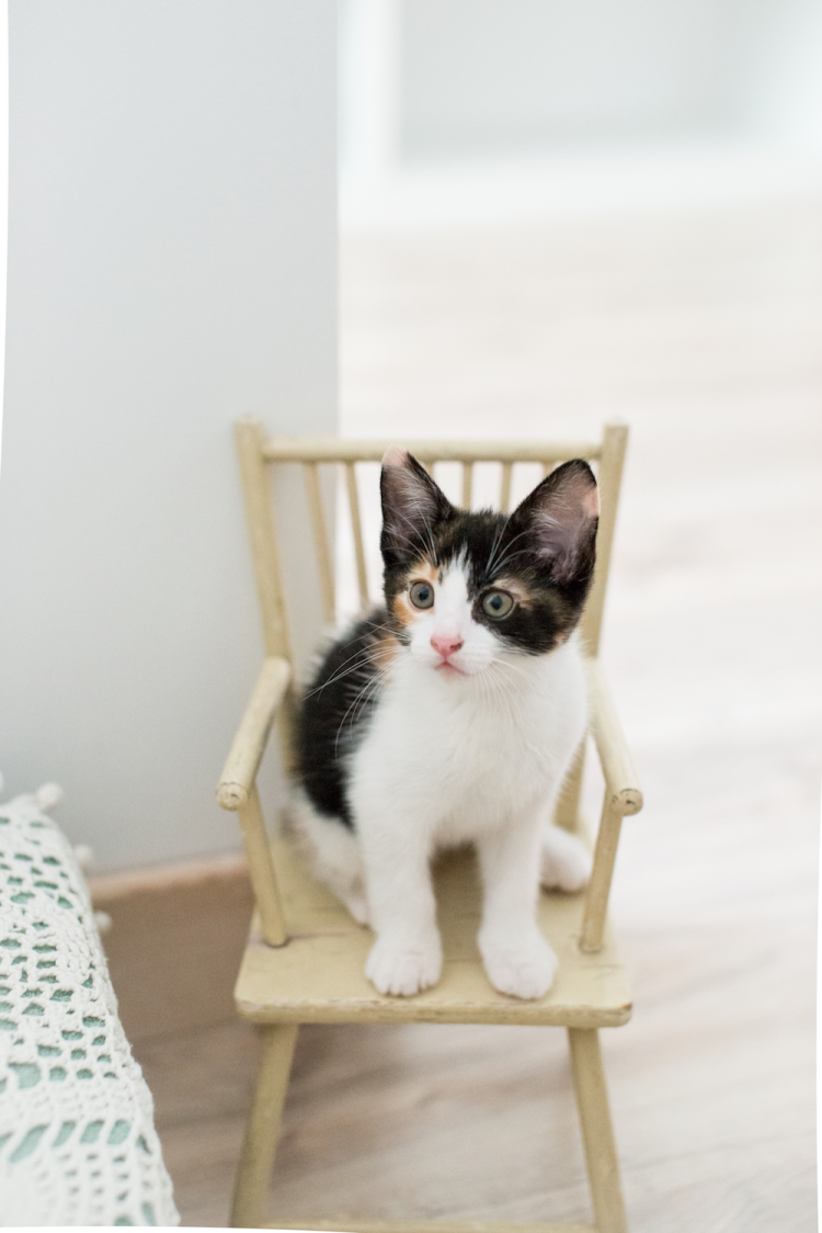 Котенок сидит