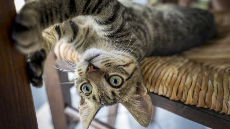 Кресло для кошки