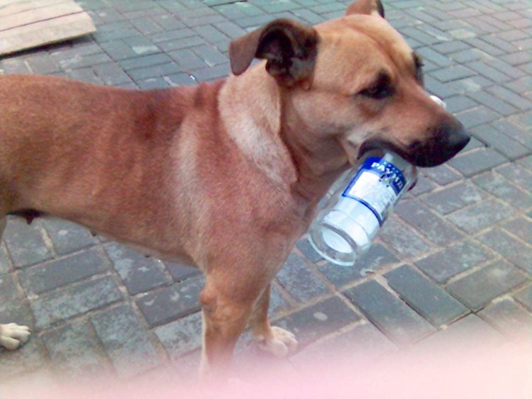 Собака и бутылка